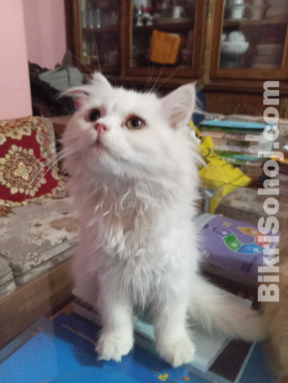 Traditional white male persian